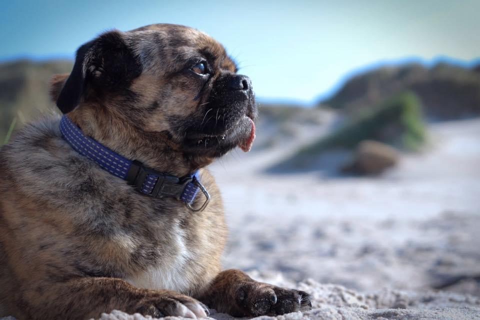 Hund på stranden